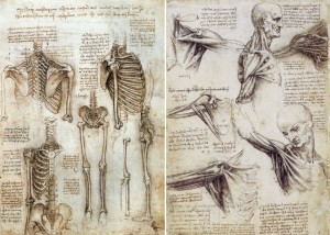 notatki z anatomii